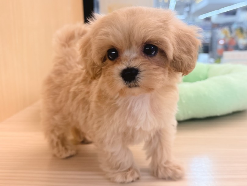 圧倒的な可愛さと賢さ、フレンドリーさを持ち合わせたまさにオンリーわんこ♡ | MIX犬 マルプー （16-264） - 下丸子店