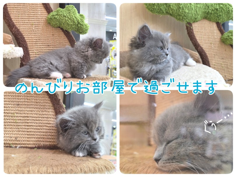 ひとり時間も大事！留守がちなお家でも大丈夫！ | ミヌエット （17-263） - 高井戸店