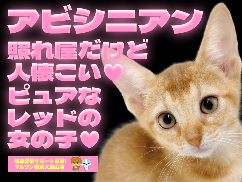 【 アビシニアン 】完璧すぎるお顔立ちとプロポーション！将来有望の良血統！