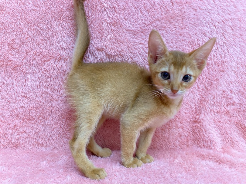 パパはZCC主催のキャットショーのグランドチャンピオン | アビシニアン （06-309） - 横浜 大倉山店