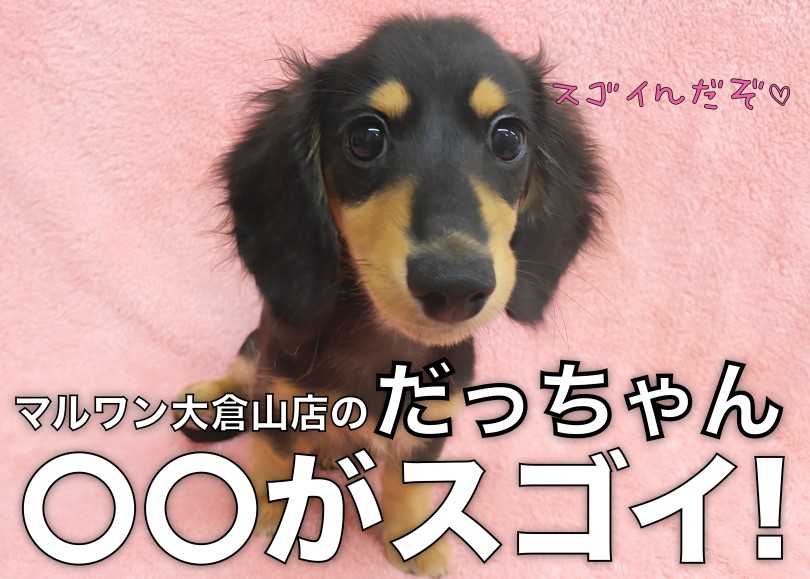 【 ミニチュアダックスフント 】輝きがレベチ！だっちゃんの〇〇がスゴイ！！