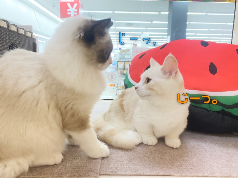並ぶとサイズ感が親子みたいで可愛い♡ | ラグドール （06-282） - 横浜 大倉山店