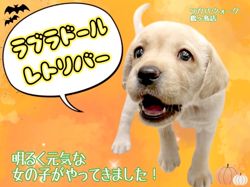 【 ラブラドールレトリバー 】初めての多頭飼いにもおすすめ！優しい女の子