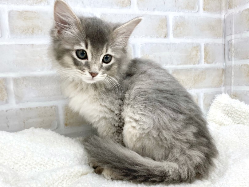 ブルーとクリームの上品なグラデーション | ソマリ （09-286） - 板橋 志村坂下店