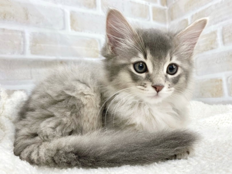 ソマリの美しさと優しさをすべて詰め込んだような男の子です！ | ソマリ （09-286） - 板橋 志村坂下店