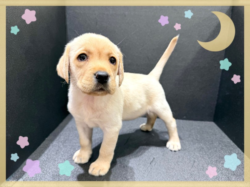 大型犬らしいしっかりとした体つき | ラブラドールレトリバー （21-262） - 鶴ヶ島店