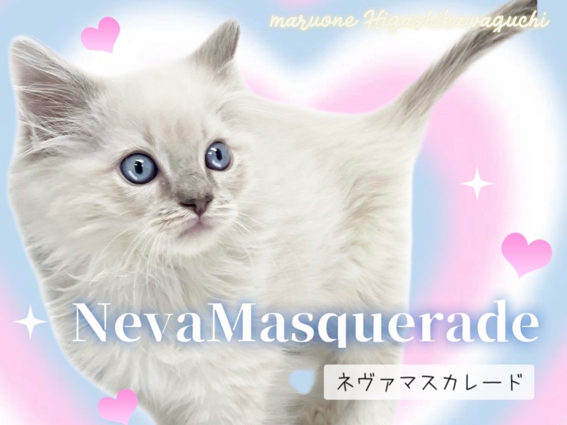 【 ネヴァマスカレード 】人気急上昇中！TOPクラスの美貌を持つ超希少猫種！