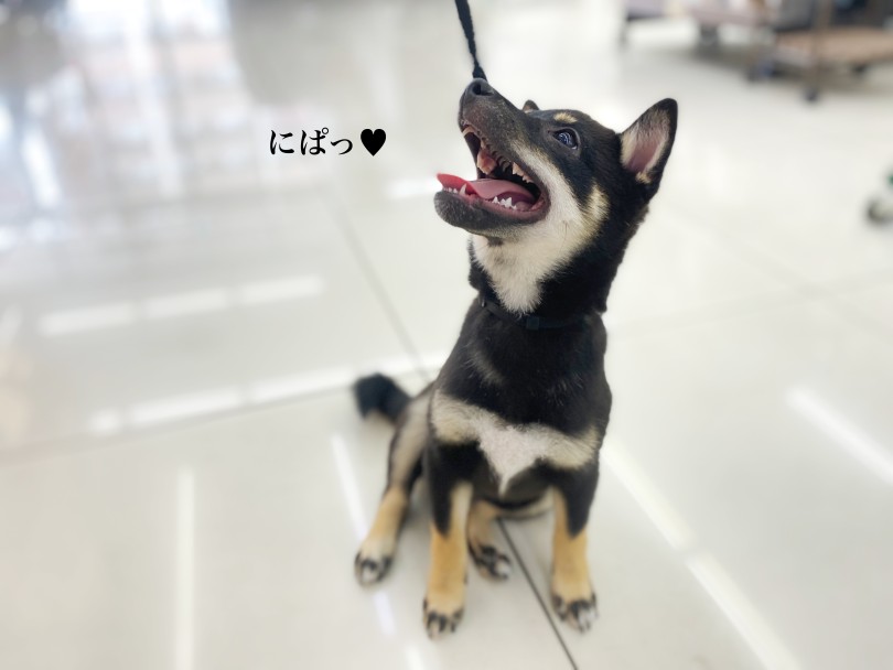 可愛い笑顔頂きました！ | 豆柴 （06-304） - 横浜 大倉山店