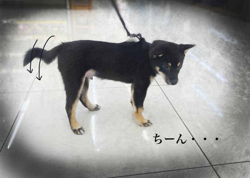 初めてのお外で緊張するよね。 | 豆柴 （06-304） - 横浜 大倉山店