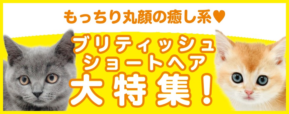 特集猫ブリティッシュショートヘア