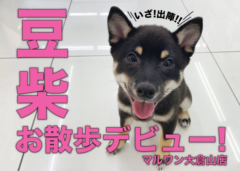 【 豆柴 】待ちに待ったお散歩デビューはシッポ急降下？！自信をつけて笑顔満点！