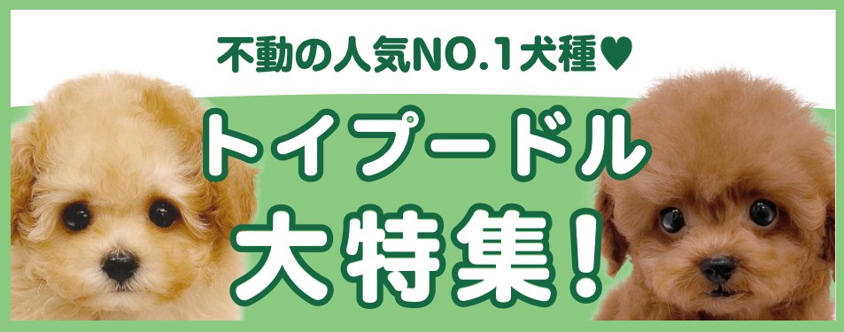 特集犬トイプードル