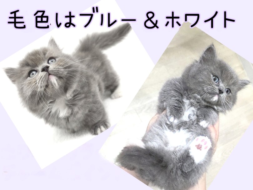 毛色はブルー＆ホワイト！ | ミヌエット （17-263） - 高井戸店