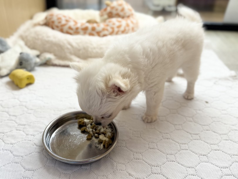 毎食完食しているので、健康状態も万全です | チワワ （03-217） - 横浜 港北ニュータウン店
