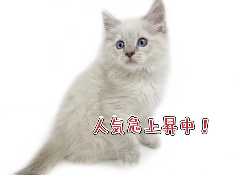 人気上昇中の希少猫種 | ネヴァマスカレード （19-320） - 東川口店