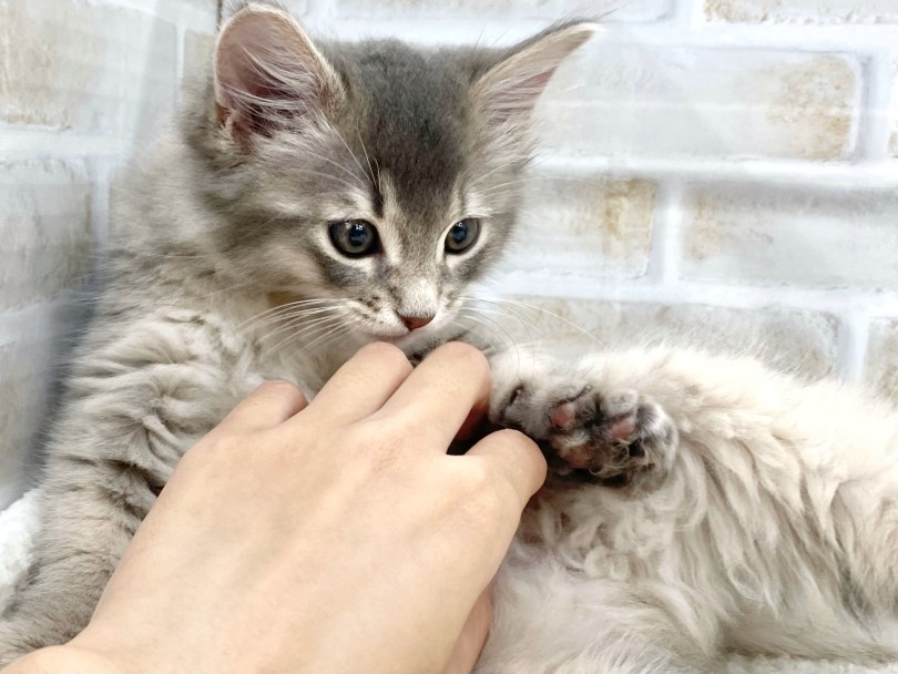 抱っこ好きな猫ちゃんをお探しの方は必見 | ソマリ （09-286） - 板橋 志村坂下店