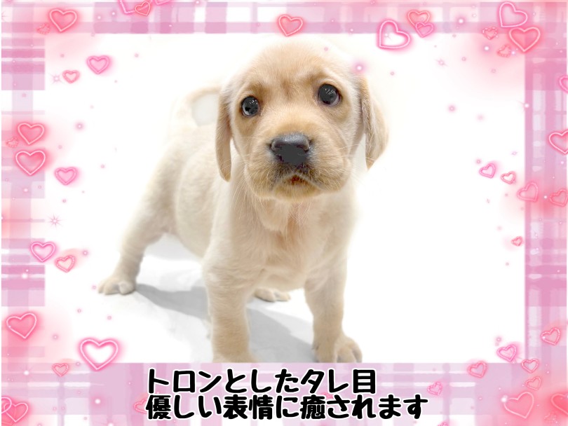 とっても甘えん坊さんな女の子 | ラブラドールレトリバー （21-262） - 鶴ヶ島店