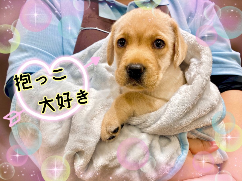 まだ赤ちゃん体型で守りたくなるような抱きごごち | ラブラドールレトリバー （21-262） - 鶴ヶ島店