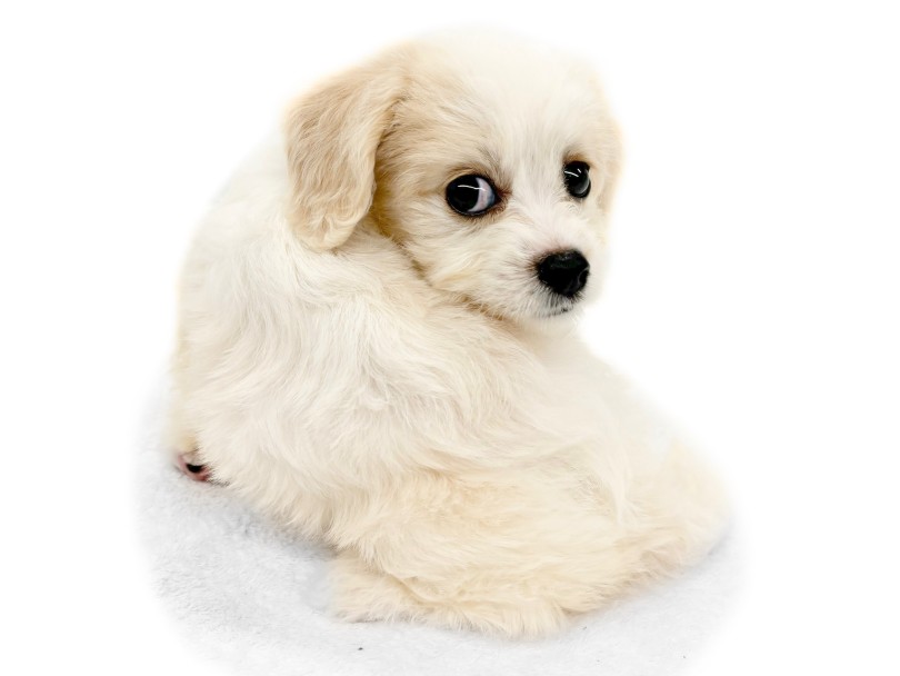 カラーは人気のブレンハイム | MIX犬 キャバション (14-222) - 城山店