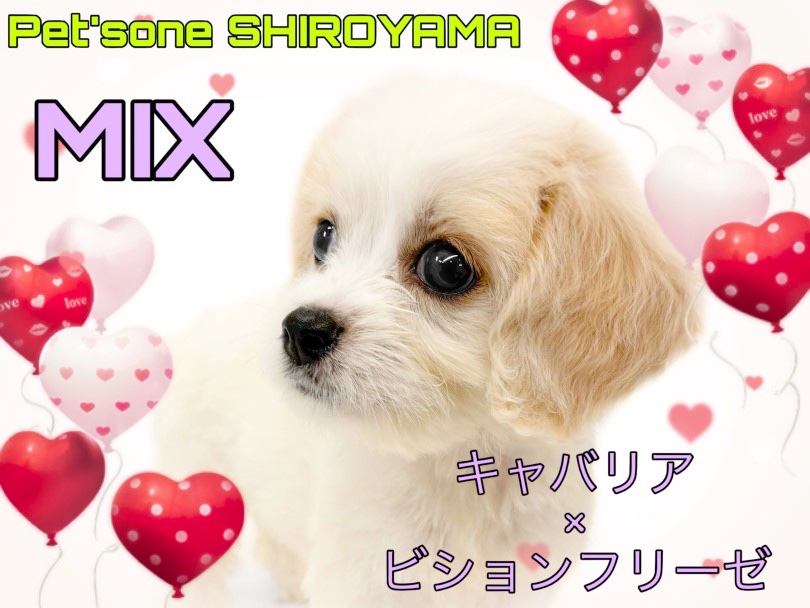 【 MIX 】マルワンで大人気！とっても可愛いキャバションちゃんが城山店に登場