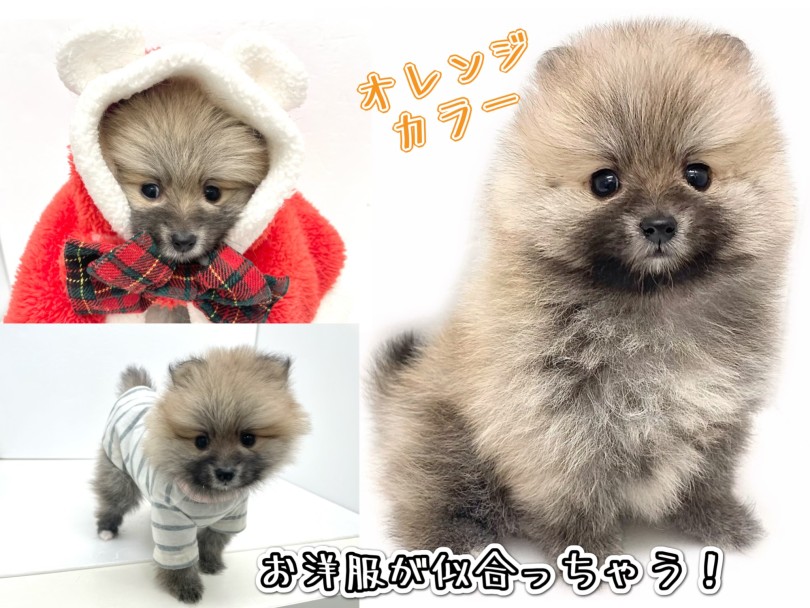 オレンジの毛色はどんなお洋服も着こなせる! | ポメラニアン (19-331) - 東川口店