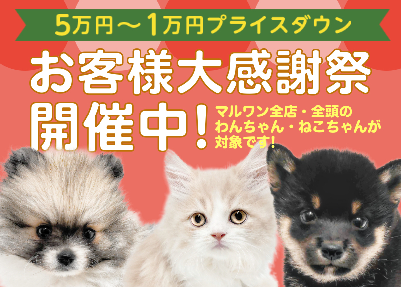 【 お客様大感謝祭 】マルワンサンタからクリスマスプレゼント企画スタート！