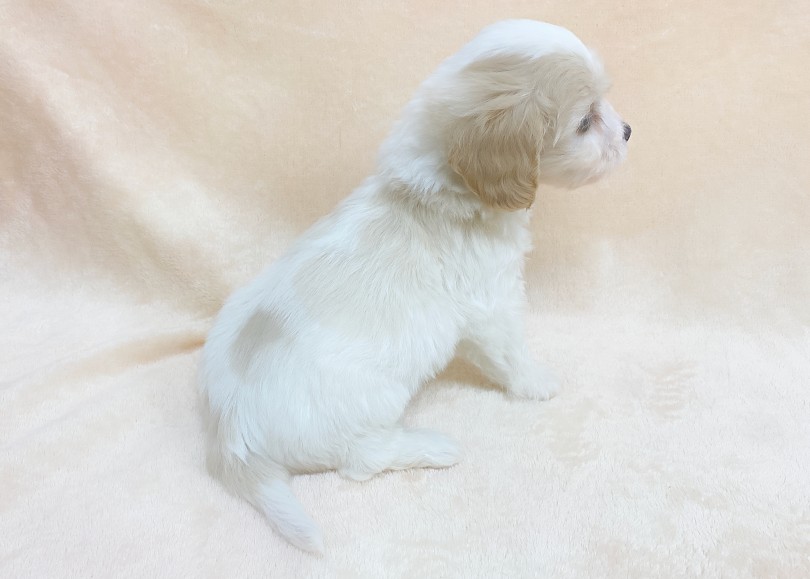 唯一無二のクリーミーなカラーリング！ | MIX犬 キャバション （06-320） - 横浜 大倉山店