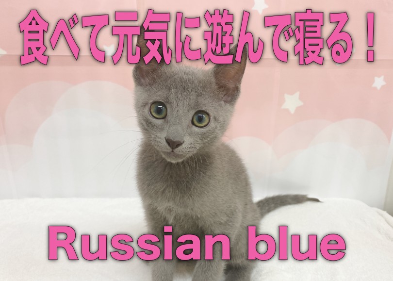 【 ロシアンブルー 】食べて元気に遊んで寝る！ブルー王子の1日を少し覗き見！