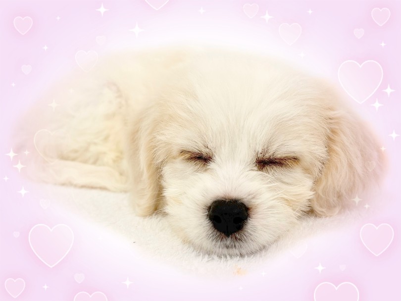 会いに来てね! | MIX犬 キャバション (14-222) - 城山店