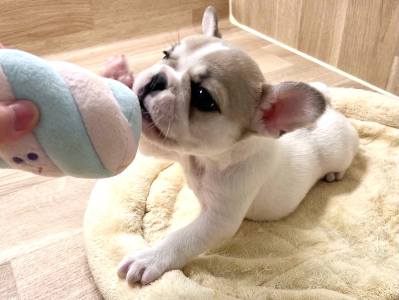 天真爛漫で超人懐っこい女の子♡ | フレンチブルドック （20-277） - 北戸田店