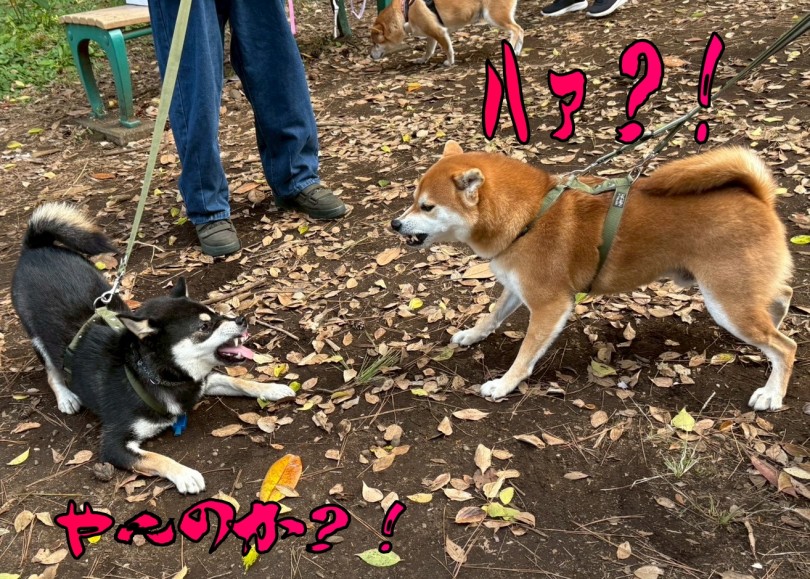 黒柴のなると＆らん | 過去最多の参加頭数33頭！！11回目のオフ会レポ！ - 横浜 大倉山店