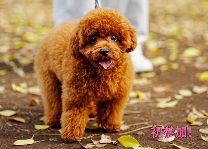 初参加トイプードルのむぎ♡ | 過去最多の参加頭数33頭！！11回目のオフ会レポ！ - 横浜 大倉山店