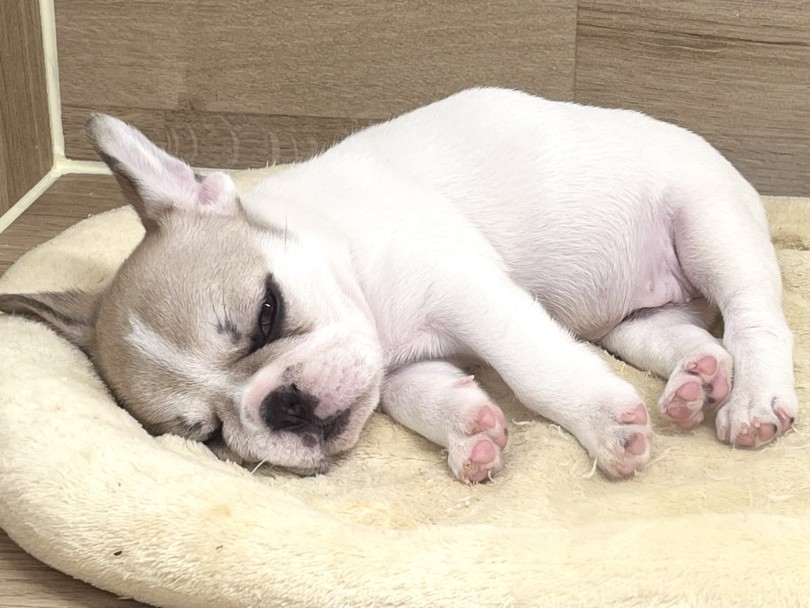 初めてワンちゃんをお迎えする方にもピッタリな逸材です！ | フレンチブルドック （20-277） - 北戸田店