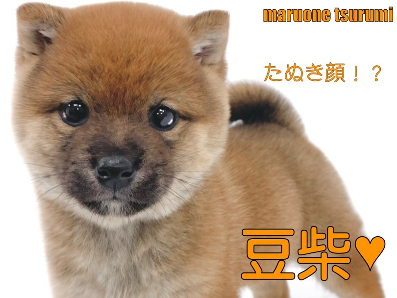 【 豆柴 】人気タイプのたぬき顔を見事に体現した女の子！
