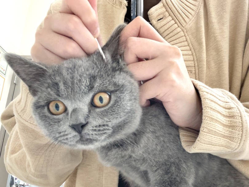 お手入れ馴れもご覧の通り! | ブリティッシュショートヘア (05-183) - 本羽田店