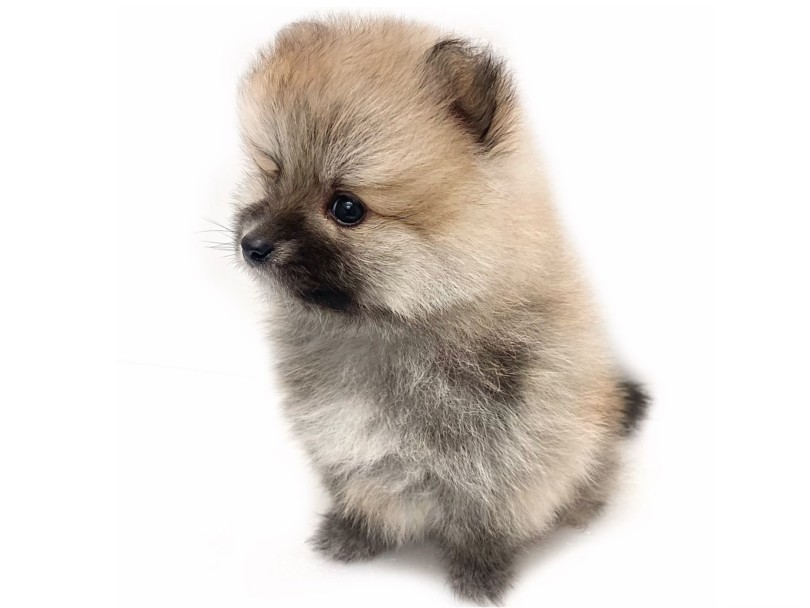 永遠のベビーフェイスを楽しめる子です | ポメラニアン (19-331) - 東川口店