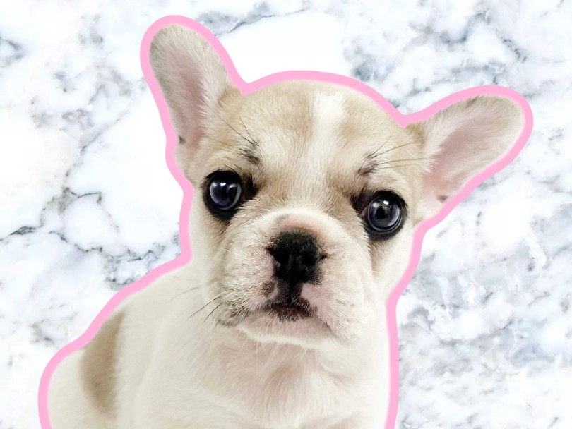 愛嬌の塊！癒し系フェイス | フレンチブルドック （20-277） - 北戸田店