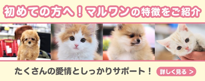 初めての方へ!マルワンってこんなお店