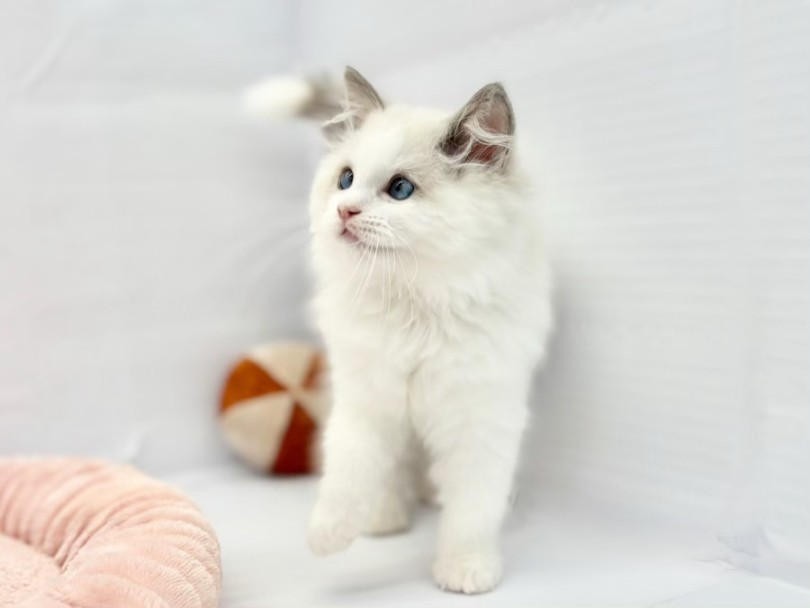 | ラグドール (10-176) - 東日暮里店