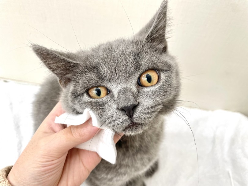 目ヤニを拭き取るときも嫌がらない | ブリティッシュショートヘア (05-183) - 本羽田店