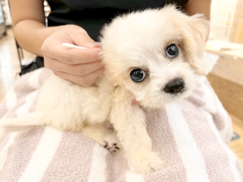 耳掃除も上手 | MIX犬 キャバション (14-222) - 城山店