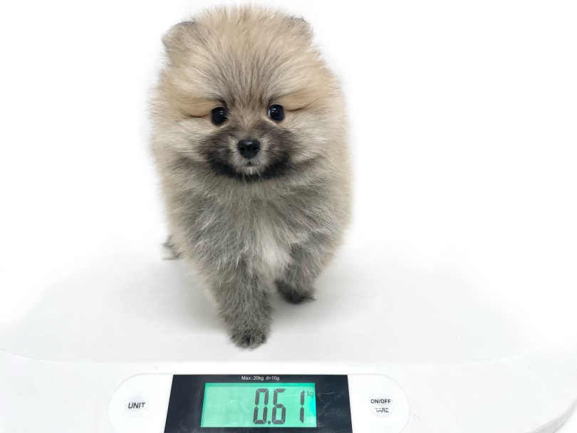 生後2ヶ月の体重は610g | ポメラニアン (19-331) - 東川口店