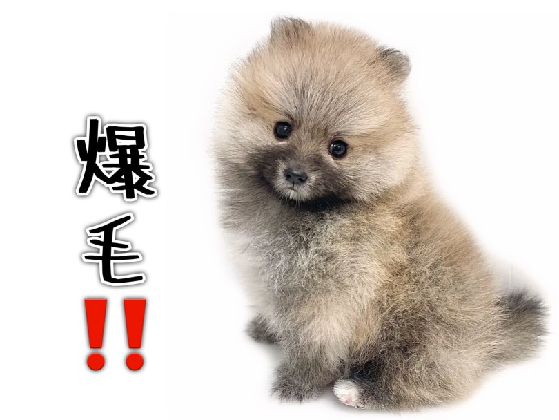 繊細で柔らかいダブルコート | ポメラニアン (19-331) - 東川口店