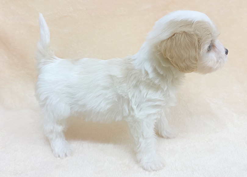 どんなカットスタイルもオシャレも楽しめる! | MIX犬 キャバション (06-320) - 横浜 大倉山店