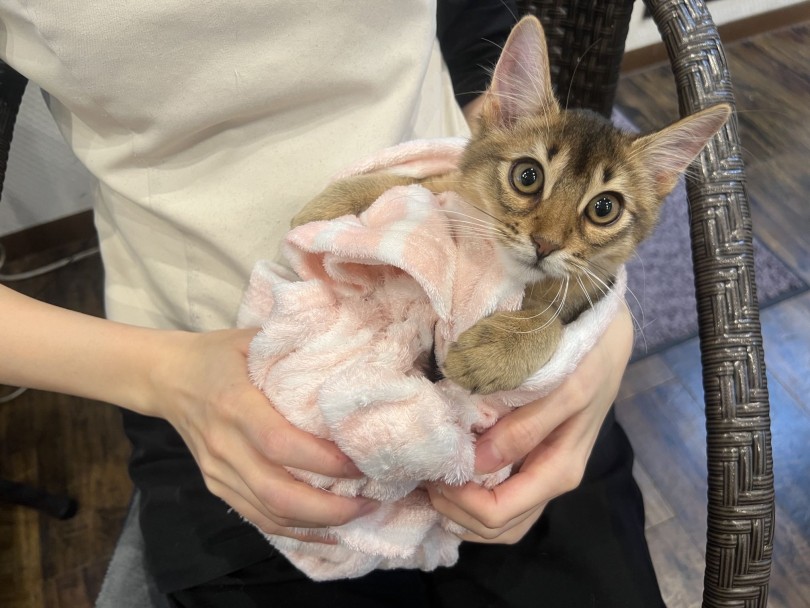 日々の変化を追うのが楽しみになる、そんな魅力たっぷりの成長ぶりです♡ | ソマリ （02-147） - 横浜 白楽店