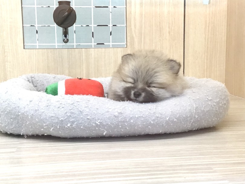 この可愛さをぜひ見たい!という方は急ぎ足でご来店ください! | ポメラニアン (19-331) - 東川口店