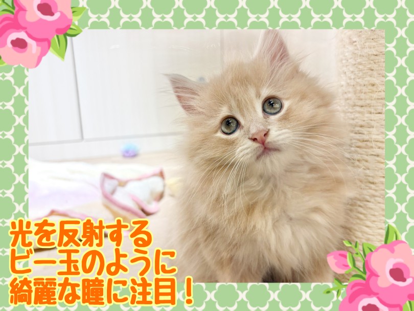 注目してほしい美しい瞳 | サイベリアン （21-269） - 鶴ヶ島店