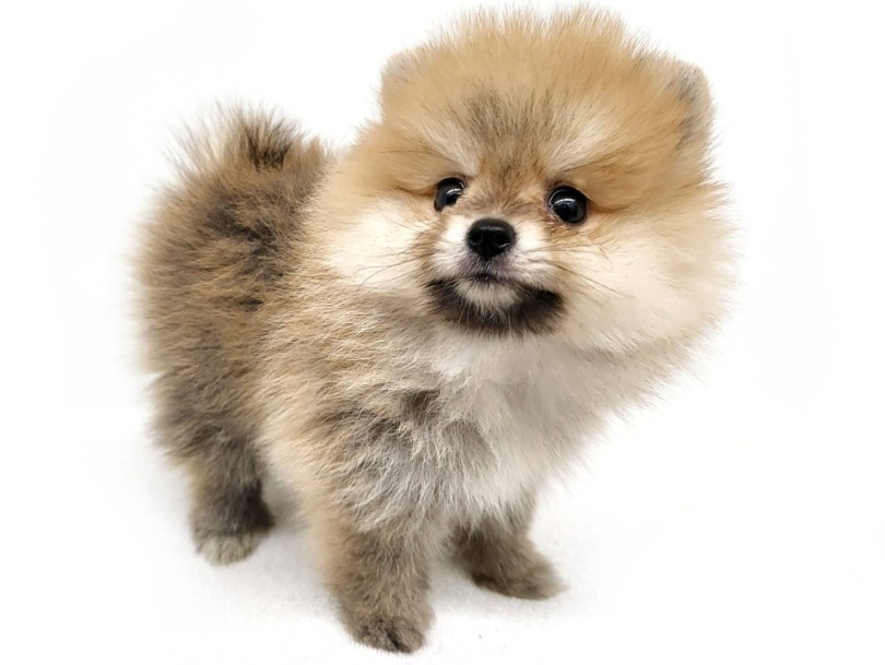 | ポメラニアン (17-279) - 高井戸店