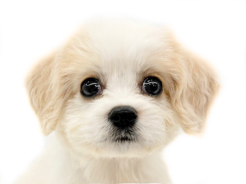 とっても可愛いお顔立ち！ | MIX犬 キャバション （14-222） - 城山店