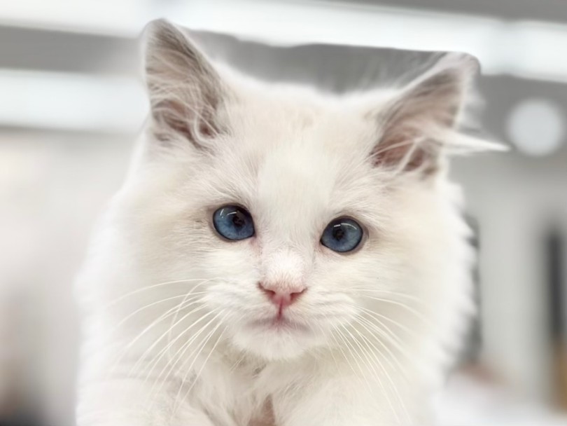 | ラグドール (10-176) - 東日暮里店